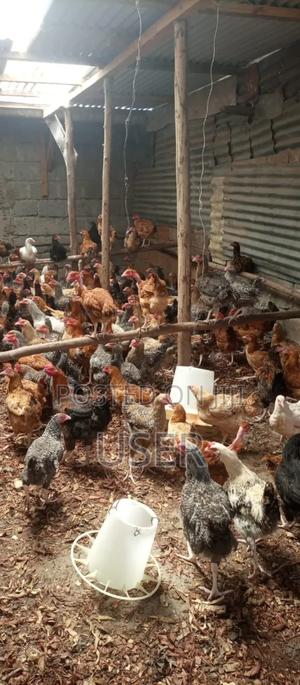 Chicken for Sale - main view