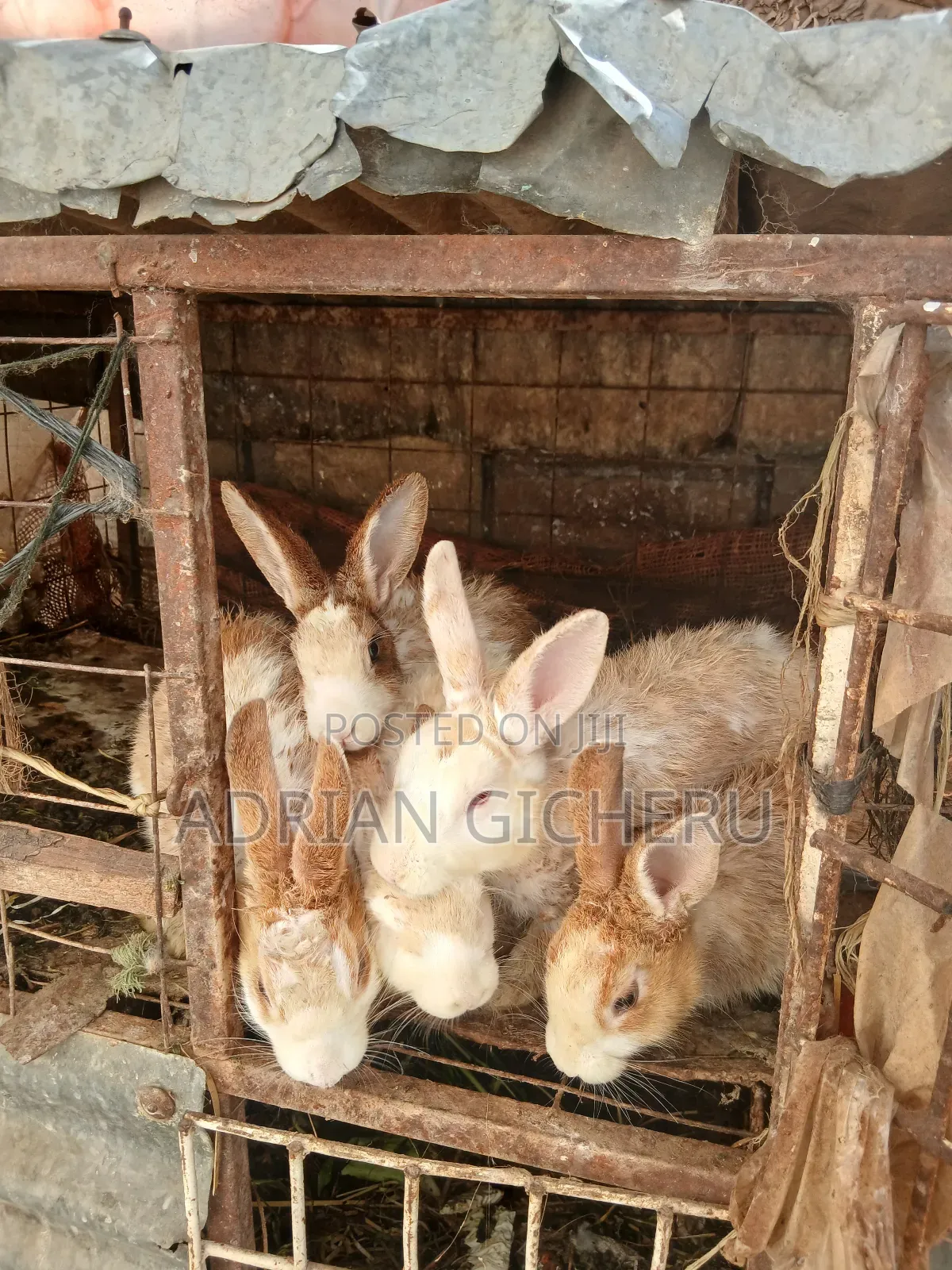 Home Reared Rabbits on Sale