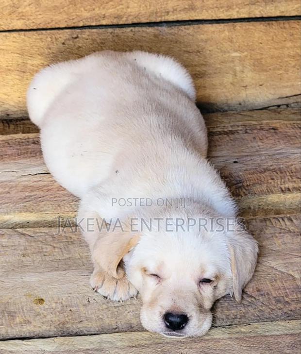 1-3 months Male Purebred Labrador Retriever - main view