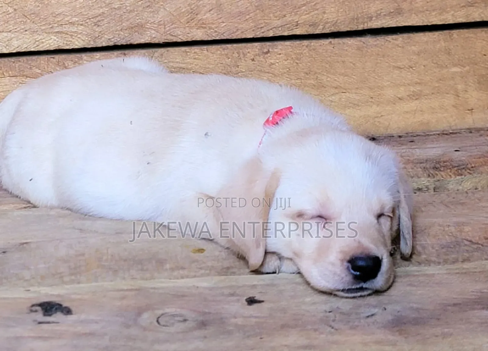 1-3 months Male Purebred Labrador Retriever