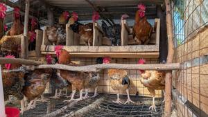 Kienyeji Chicken - thumbnail 2