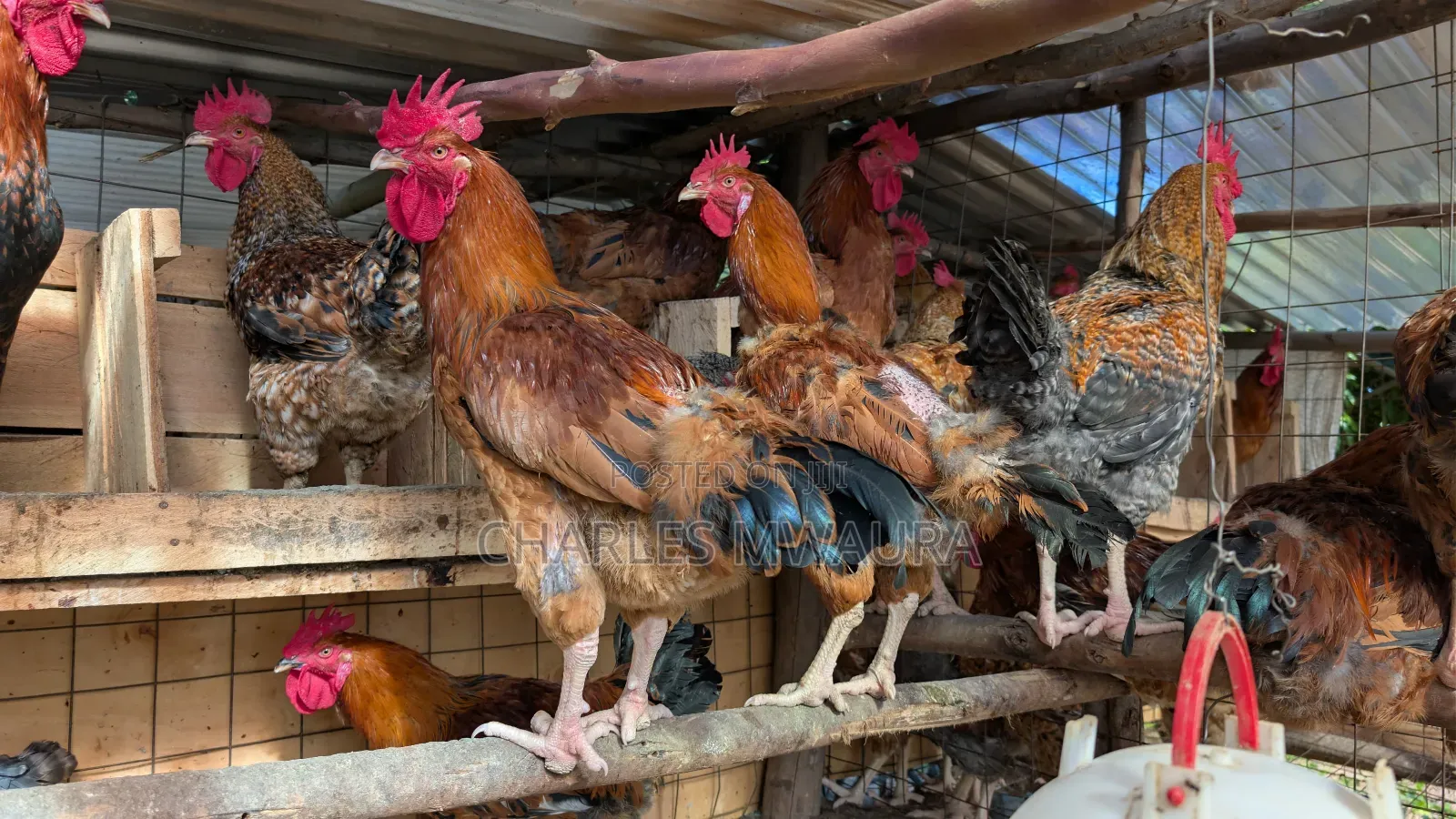 Kienyeji Chicken