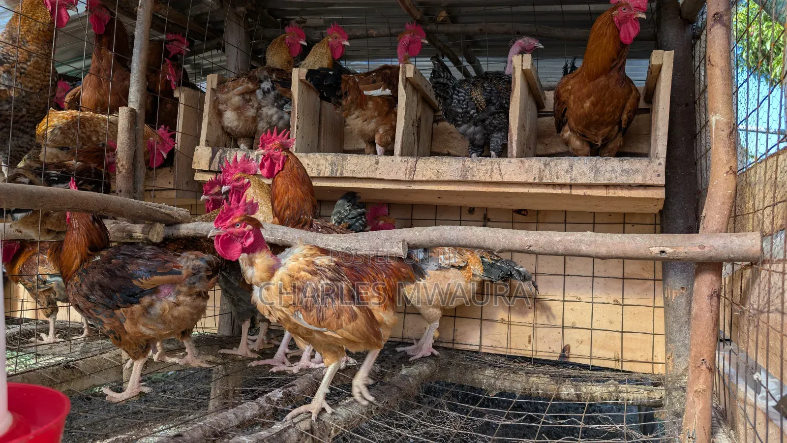 Kienyeji Chicken