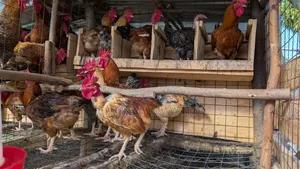 Kienyeji Chicken