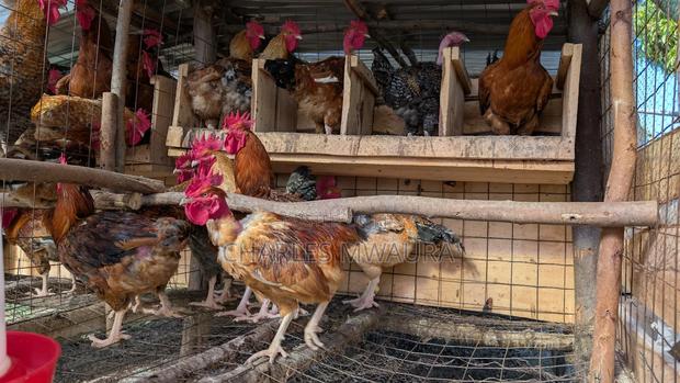 Kienyeji Chicken - thumbnail 4