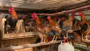 Kienyeji Chicken