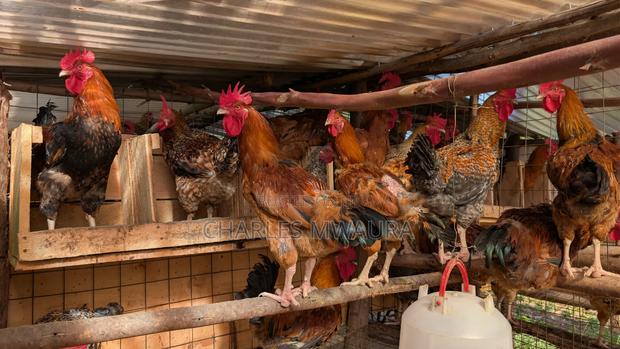 Kienyeji Chicken - thumbnail 5