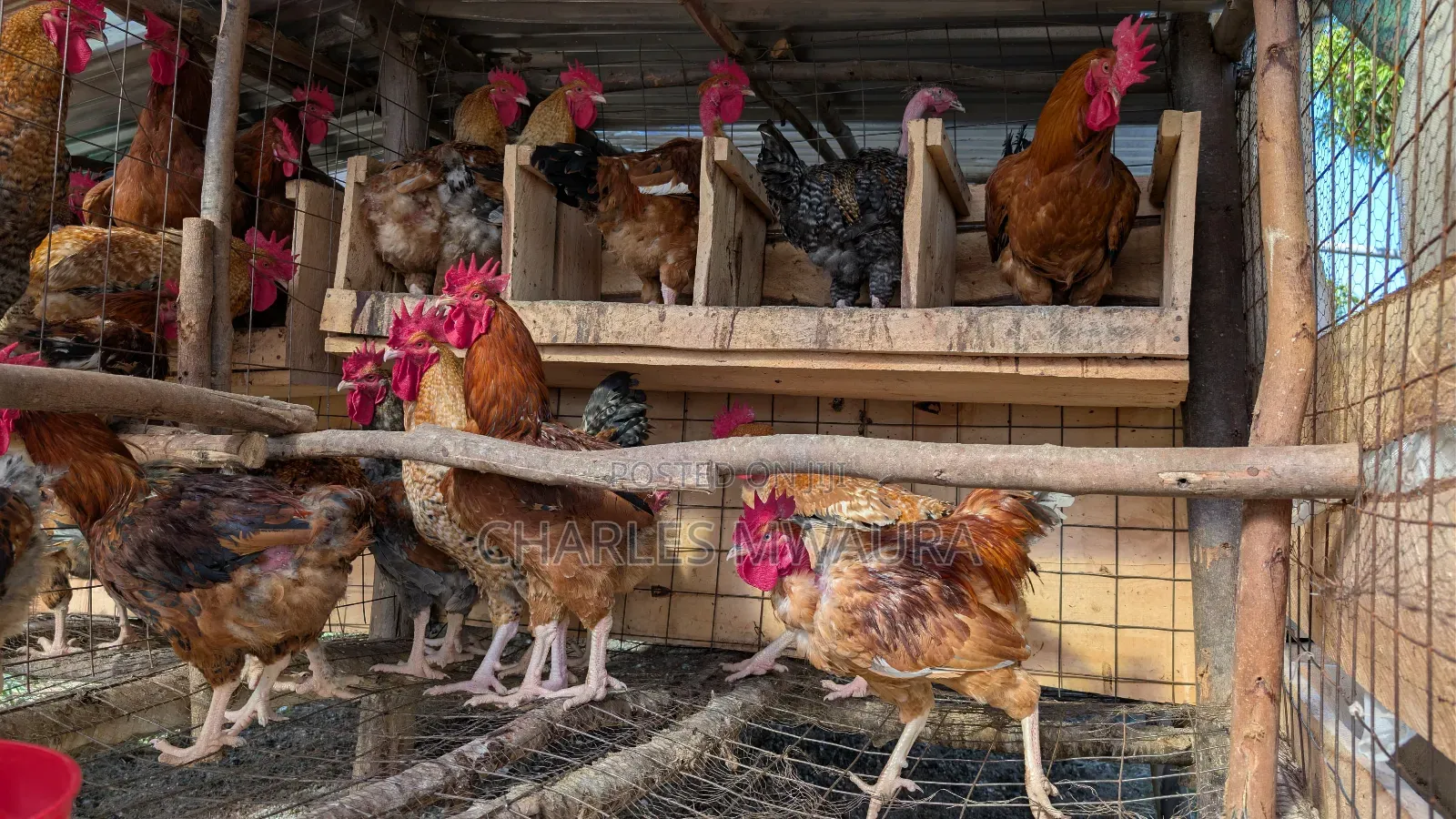 Kienyeji Chicken