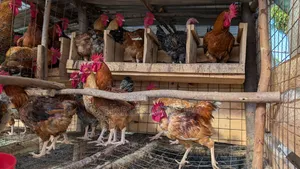 Kienyeji Chicken