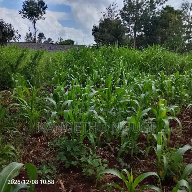 50 X 100 Kasphat Estate, Kiambu - thumbnail 3