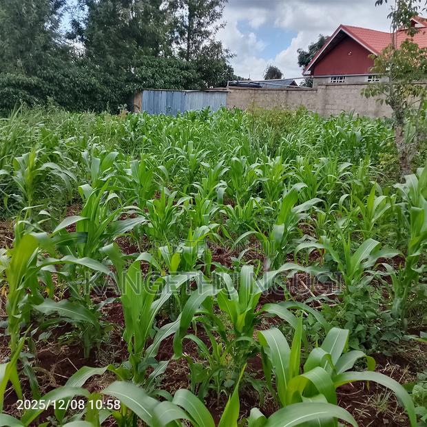 50 X 100 Kasphat Estate, Kiambu - thumbnail 7