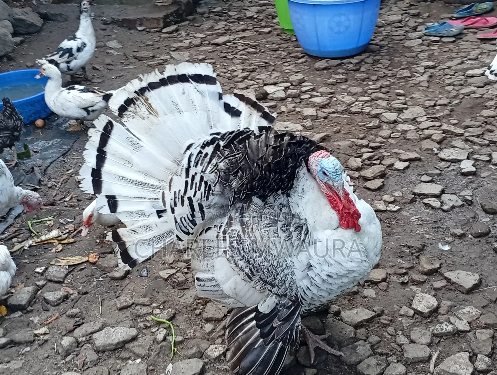 Mature Turkeys And Poults – Quack Haven Farms