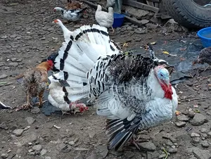 Mature Turkeys And Poults – Quack Haven Farms