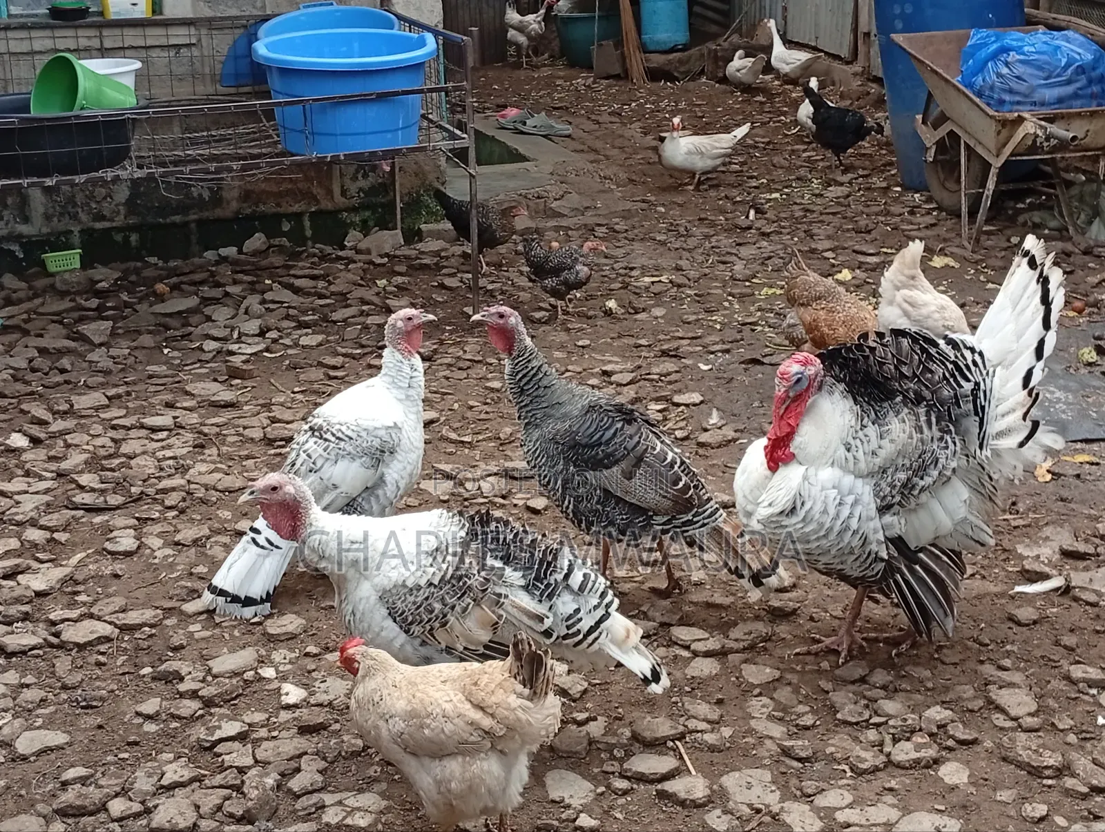 Mature Turkeys And Poults – Quack Haven Farms
