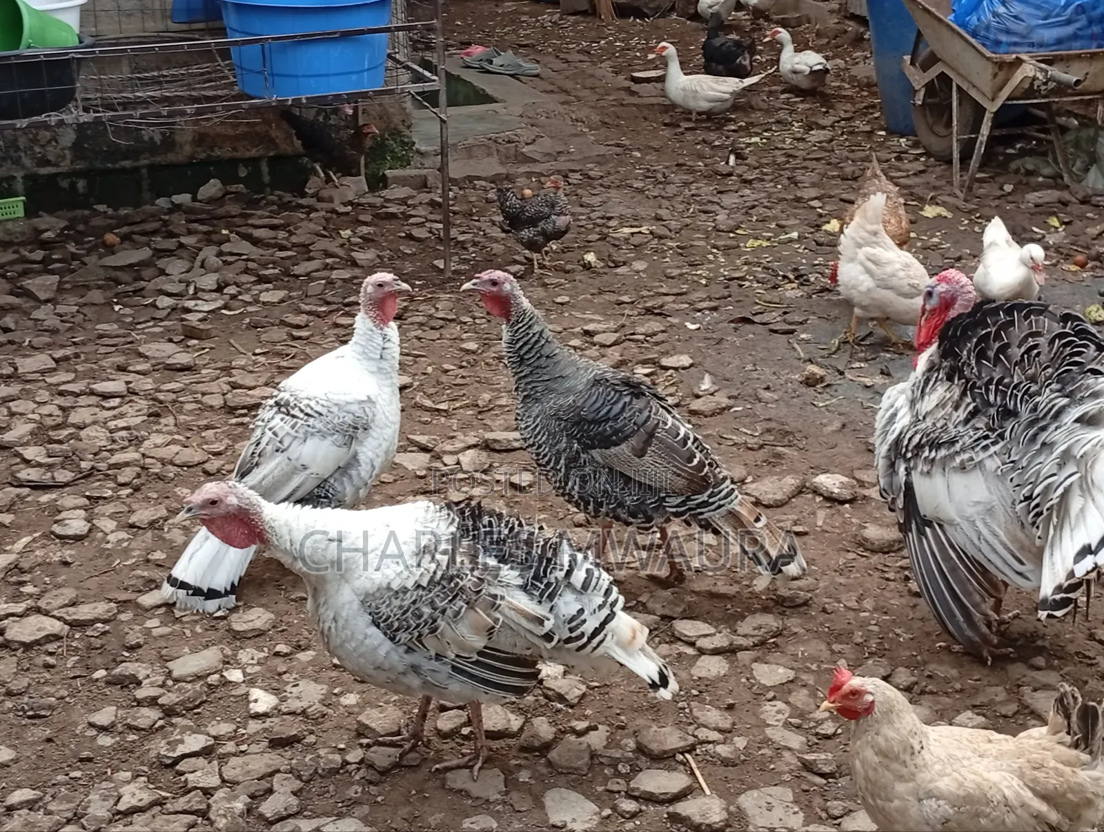 Mature Turkeys And Poults – Quack Haven Farms