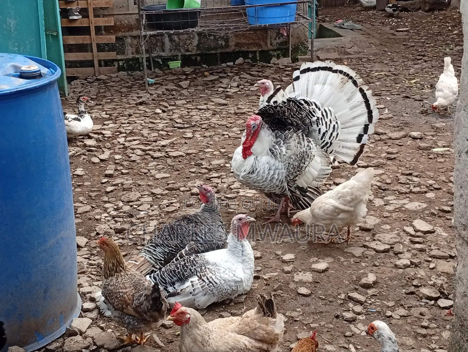 Mature Turkeys And Poults – Quack Haven Farms