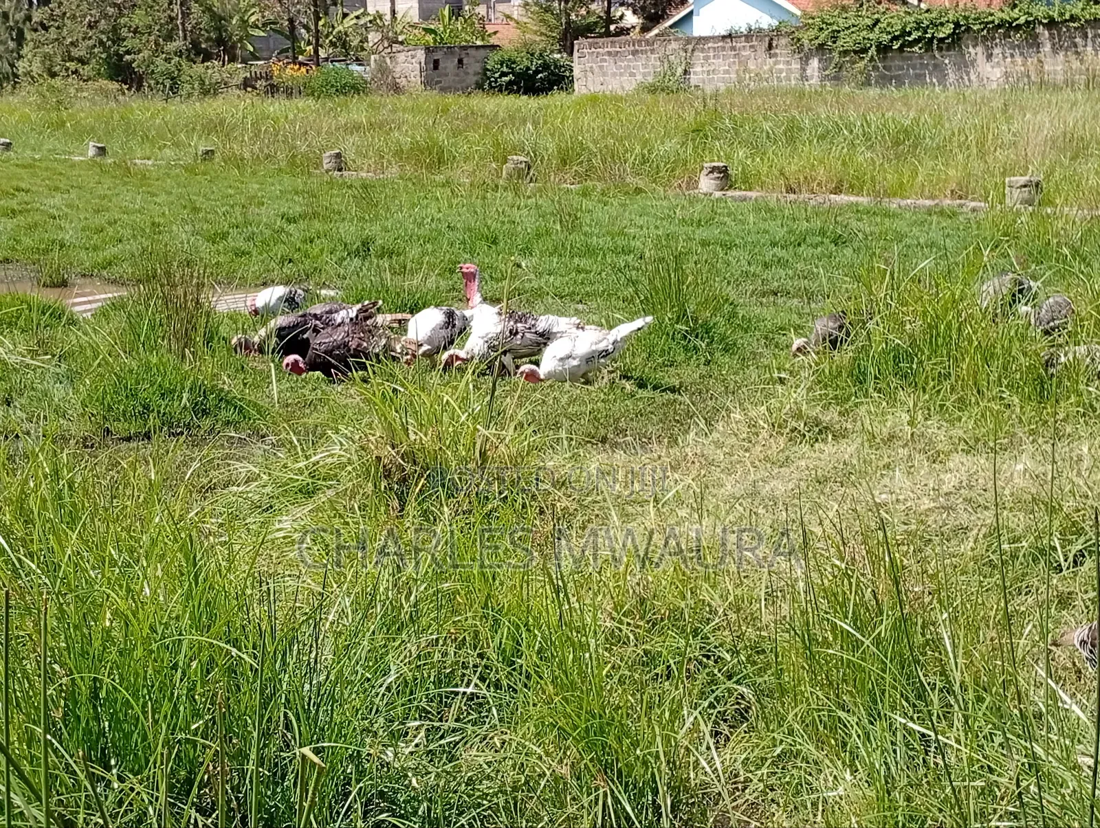 Mature Turkeys And Poults – Quack Haven Farms