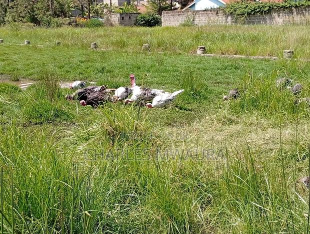 Mature Turkey - thumbnail 7