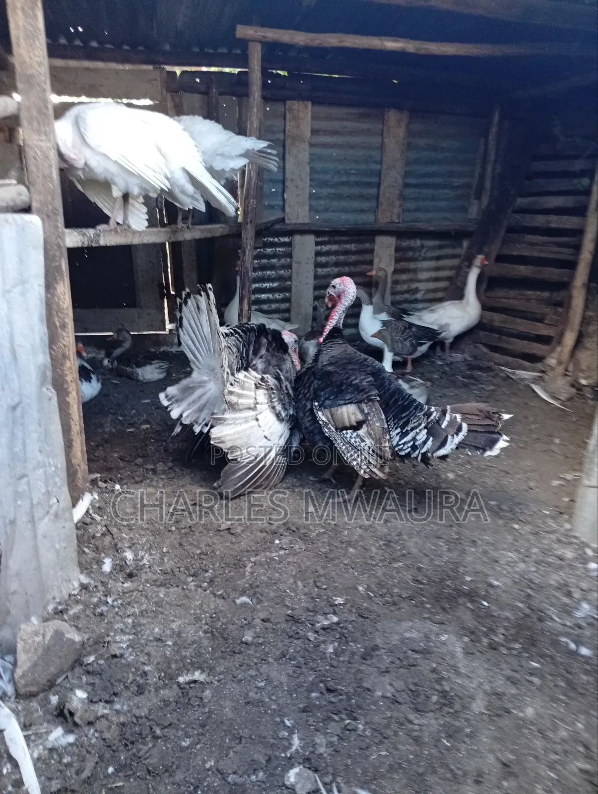 Mature Turkeys And Poults – Quack Haven Farms