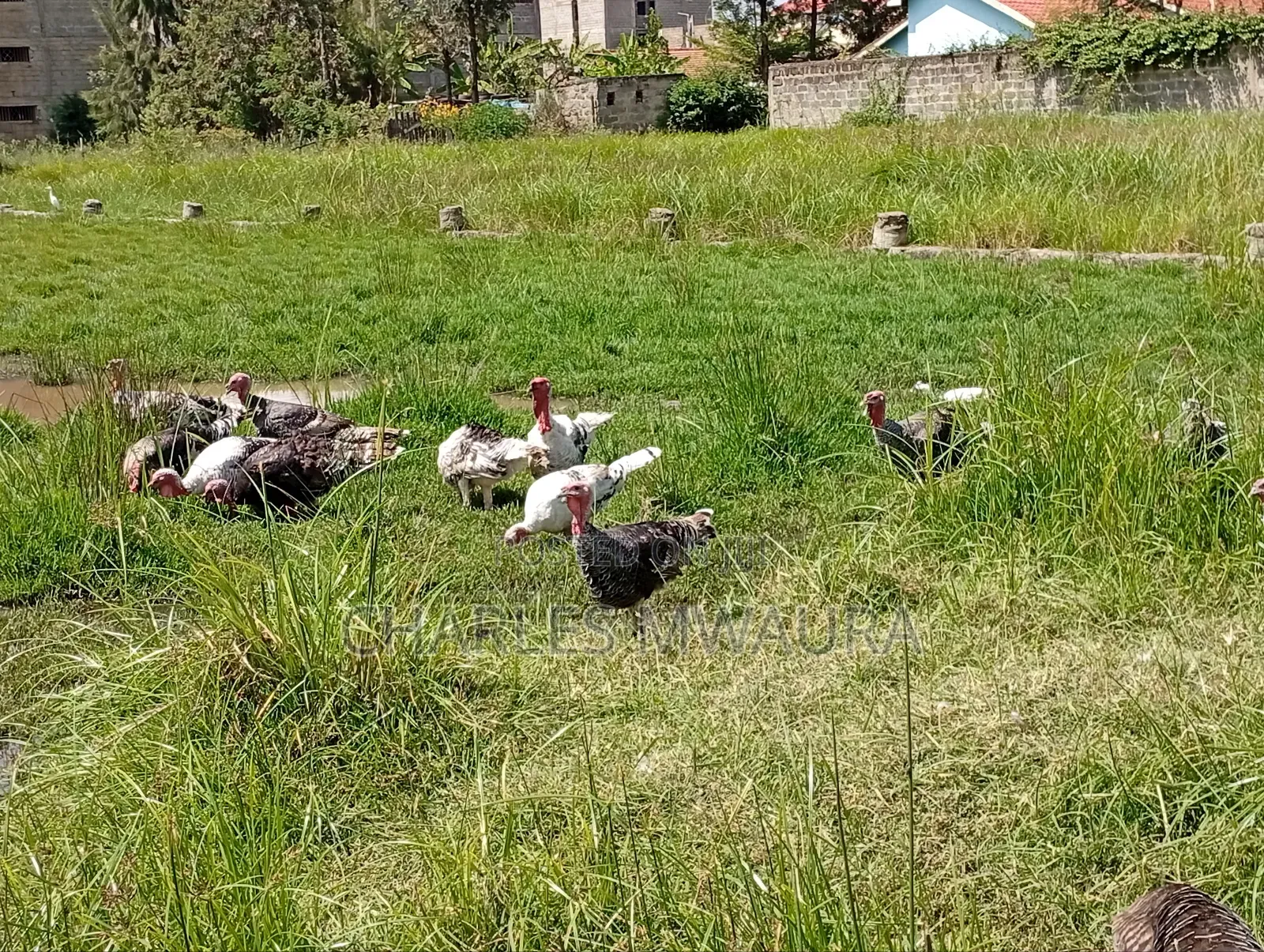 Mature Turkeys And Poults – Quack Haven Farms