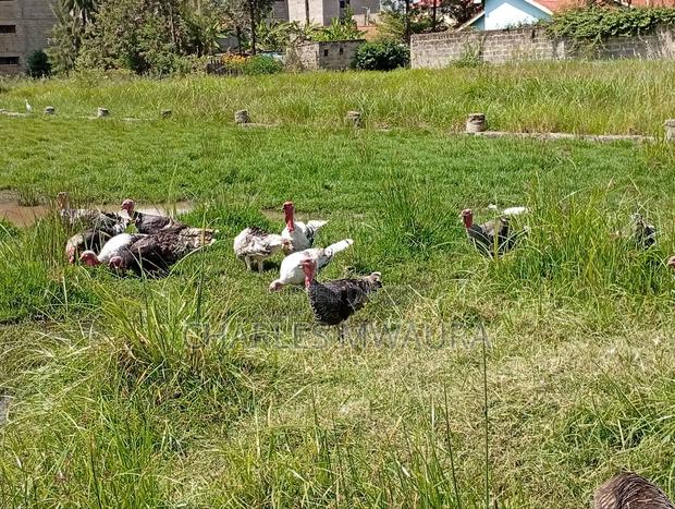 Mature Turkey - thumbnail 9