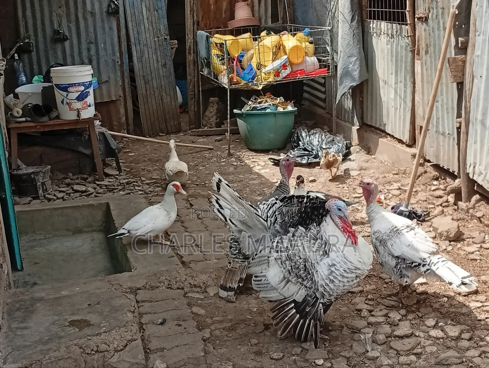 Mature Turkeys And Poults – Quack Haven Farms