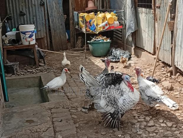 Mature Turkey - thumbnail 10