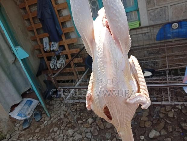 Mature Turkey - thumbnail 12