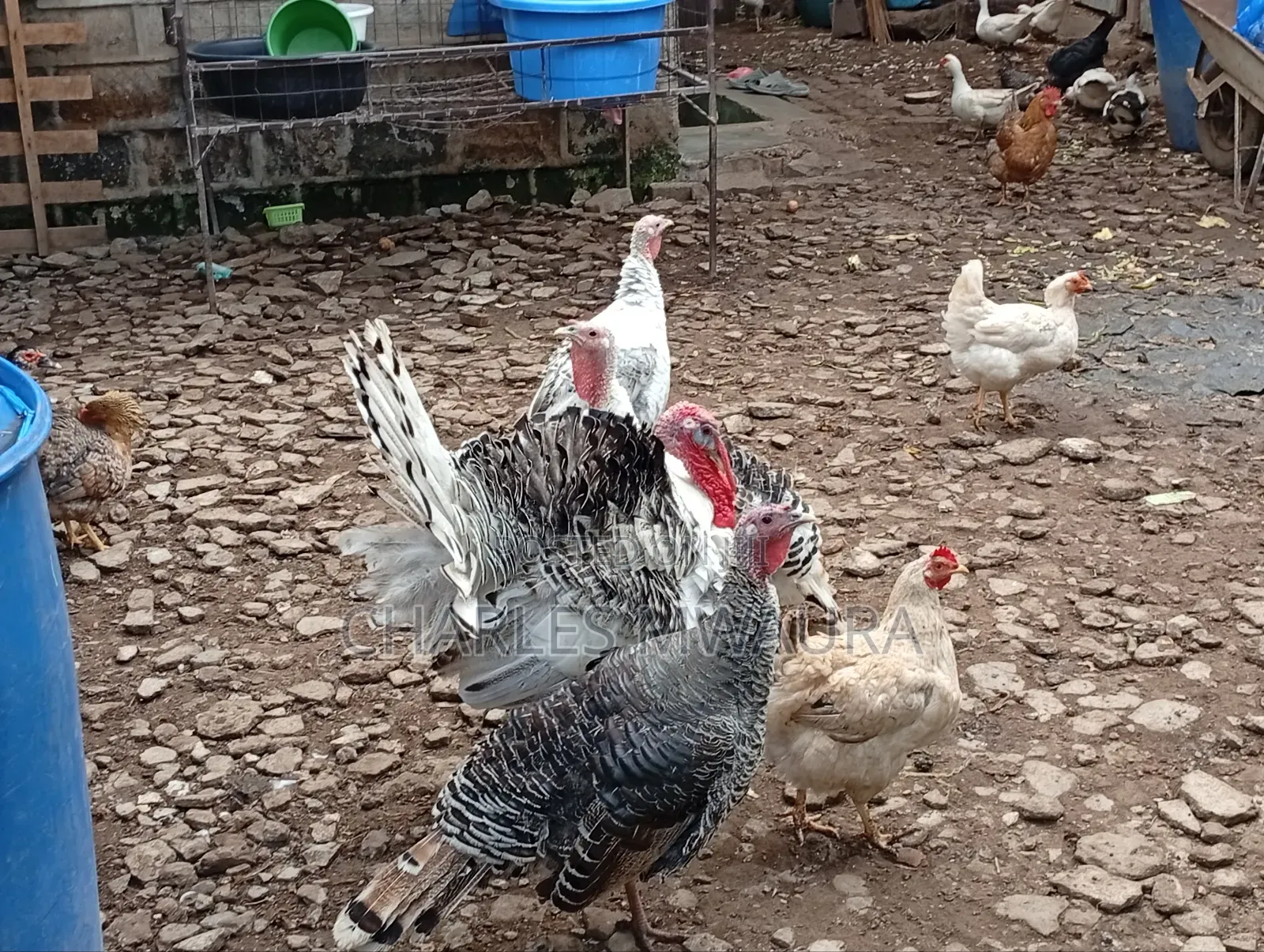 Mature Turkeys And Poults – Quack Haven Farms