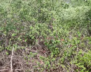 84 Acres For Sale In Mutha At 42k Per Acre.