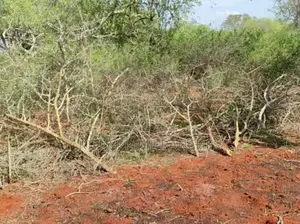 84 Acres For Sale In Mutha At 42k Per Acre.