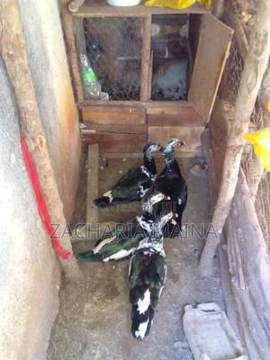 Offer Offer_ducks for Sale - thumbnail 2