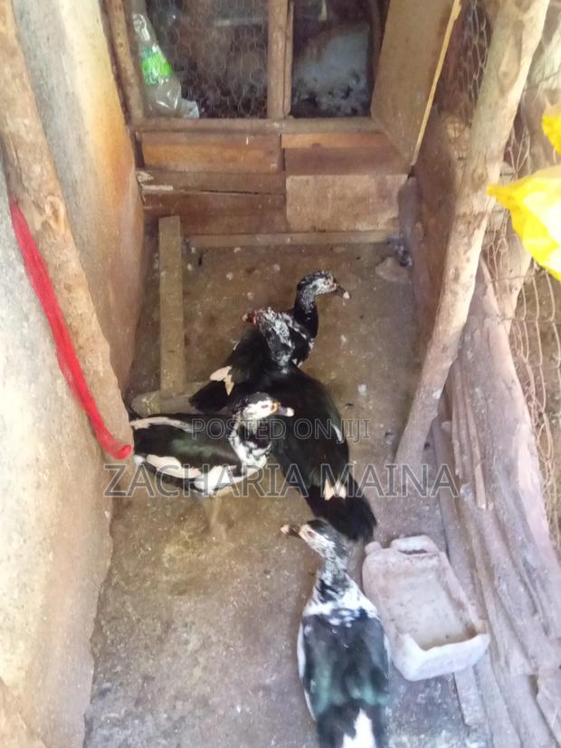 Offer Offer_ducks for Sale - thumbnail 3