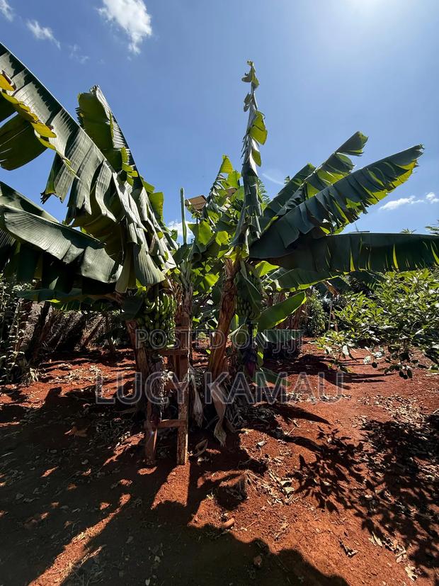 Prime 1⁄2 Acre Gated Community Plot in Kiambu Near Tatu City - thumbnail 6