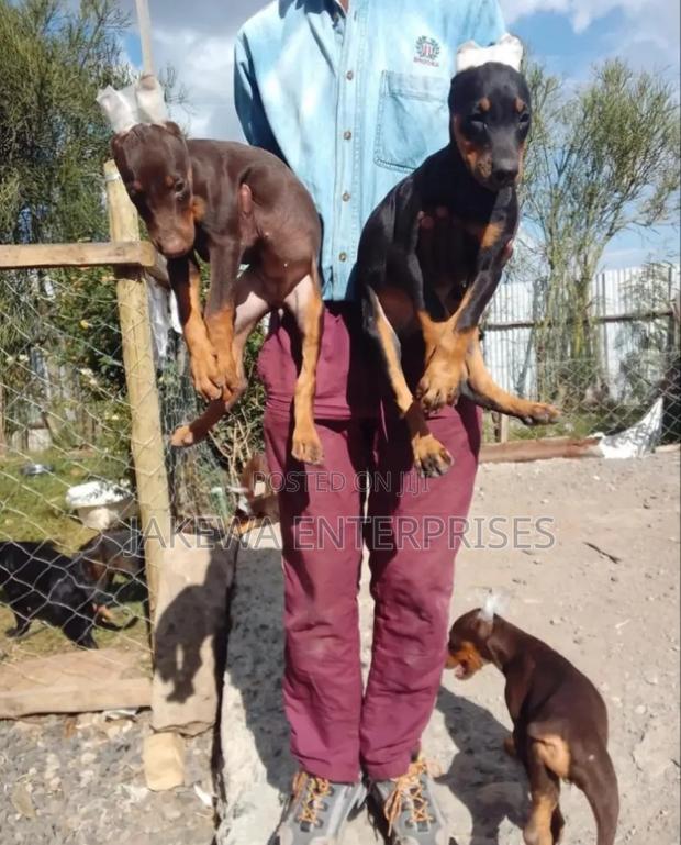 1-3 months Male Purebred Doberman Pinscher