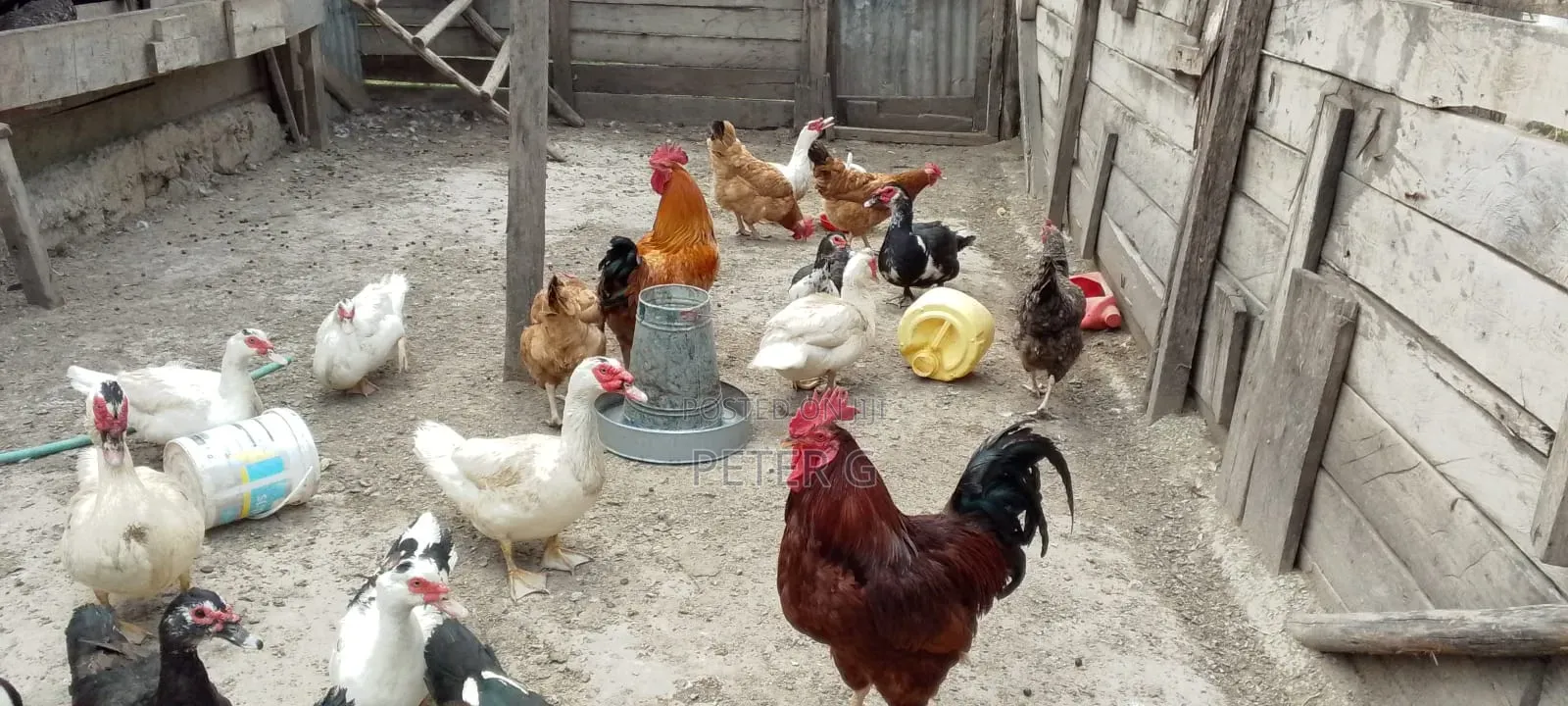 Chicken and Ducks