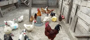 Chicken and Ducks
