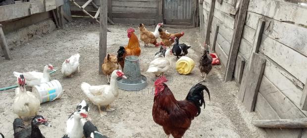 Chicken and Ducks - thumbnail 2
