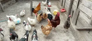 Chicken and Ducks