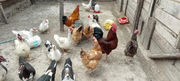 Chicken and Ducks - thumbnail 3