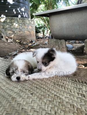 1-3 months Male Purebred Maltese - main view