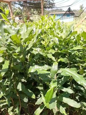 Fruit Seedlings - main view