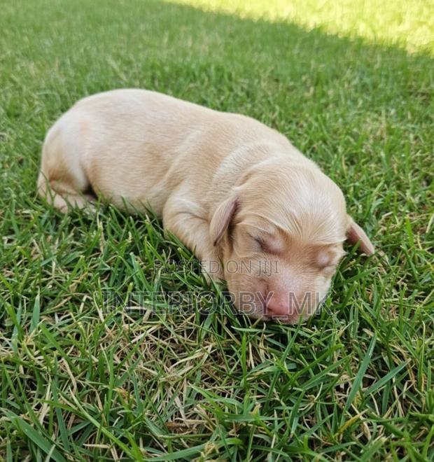 1-3 months Male Purebred Cocker Spaniel - main view