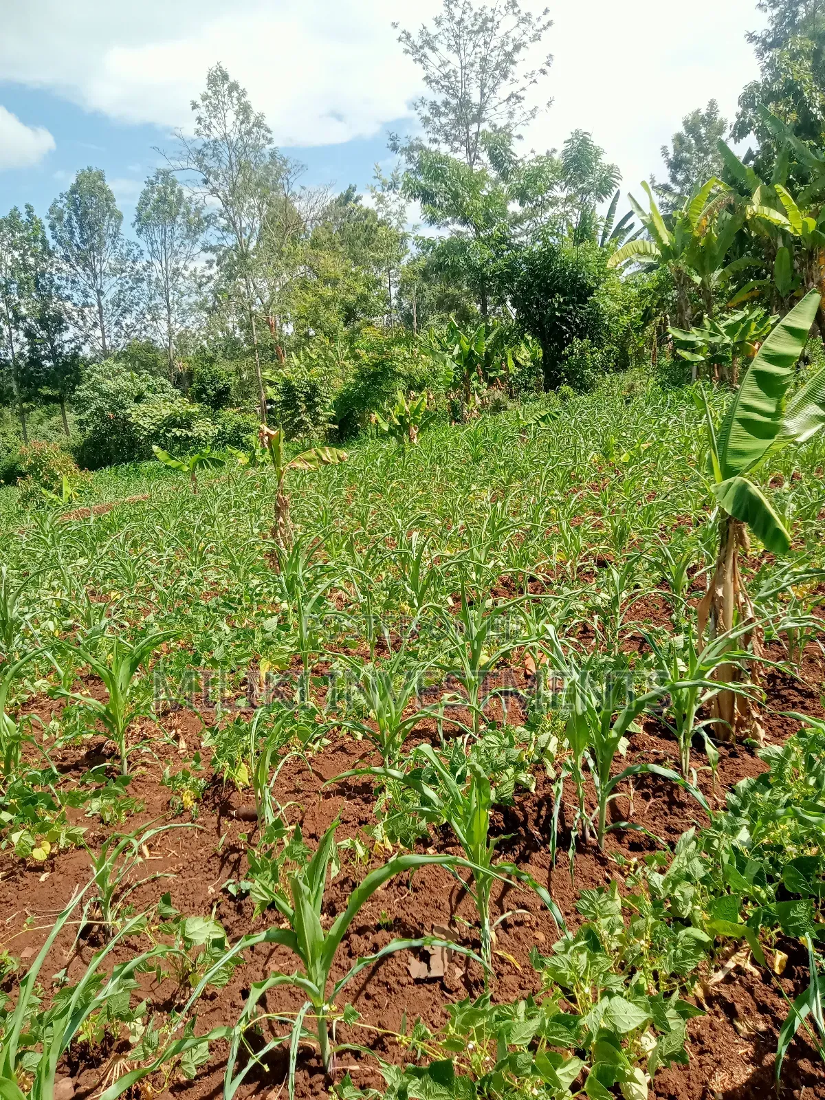 Half an Acre on Sale at Githunguri