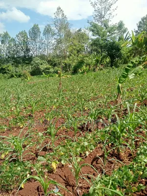 Half an Acre on Sale at Githunguri