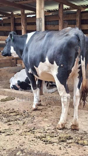 Giant Pedigree Freshian Heifer. - thumbnail 2