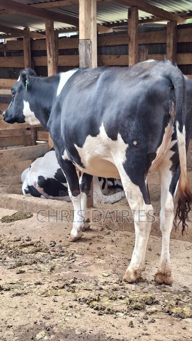 Giant Pedigree Freshian Heifer. - main view