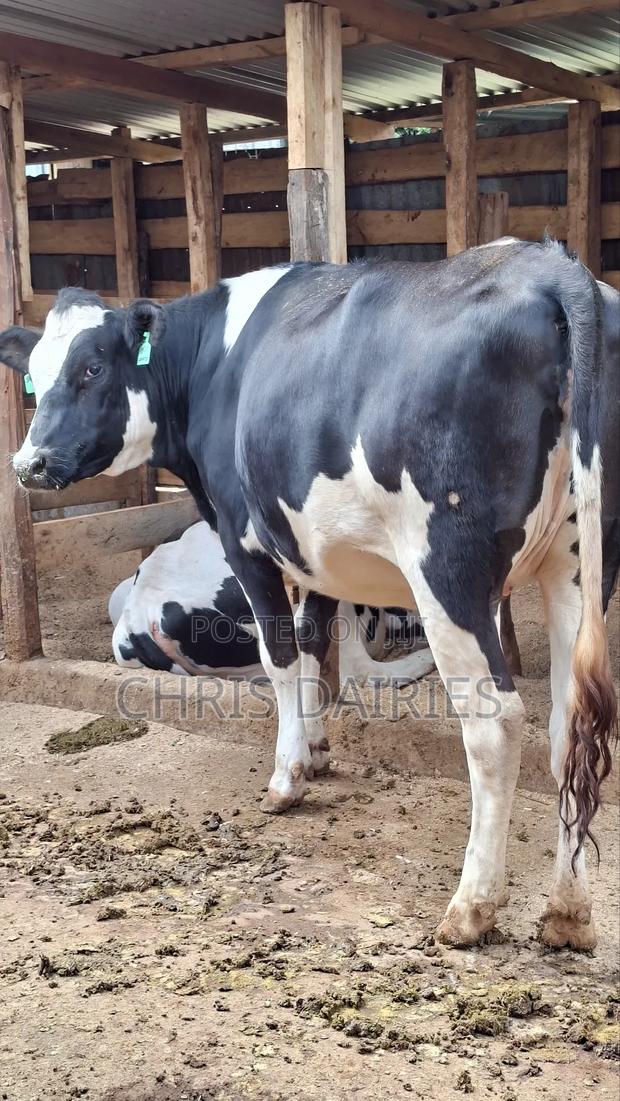 Giant Pedigree Freshian Heifer. - thumbnail 3