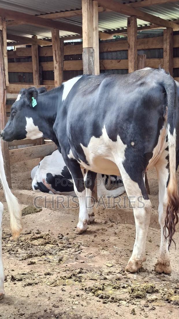 Giant Pedigree Freshian Heifer. - thumbnail 4