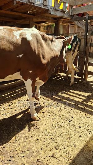 Super Ayrshire Heifer. - thumbnail 2